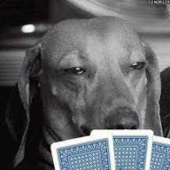 Pokerface_Rex