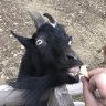 goatwack